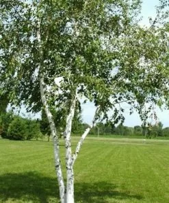 Future Forests Betula Papyrifera - Paper Birch Trees