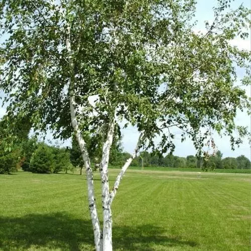 Future Forests Betula Papyrifera - Paper Birch Trees 3 Future Forests Betula Papyrifera - Paper Birch Trees