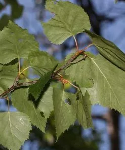 Future Forests Betula Papyrifera - Paper Birch Trees 8 Future Forests Betula Papyrifera - Paper Birch Trees