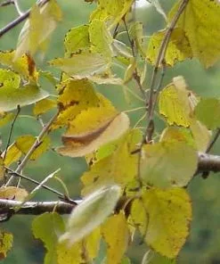 Future Forests Betula Papyrifera - Paper Birch Trees 9 Future Forests Betula Papyrifera - Paper Birch Trees