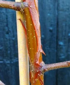 Future Forests Trees Betula Utilis Wakehurst Place Chocolate