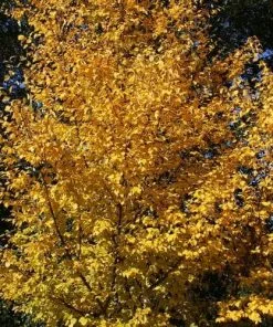 Future Forests Trees Betula Utilis Wakehurst Place Chocolate