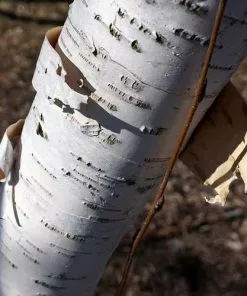 Future Forests Trees Betula Utilis Jaquemontii - White Himalayan Birch