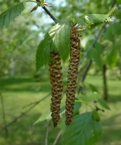 Future Forests Trees Betula Utilis Jaquemontii - White Himalayan Birch