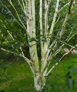 Future Forests Betula Utilis Jaquemontii Doorenbos - Himalayan Birch Trees