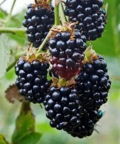 Future Forests Blackberry Black Satin