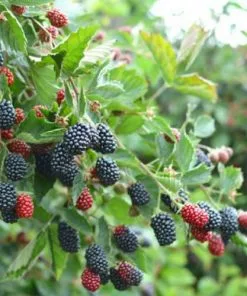 Future Forests Blackberry Loch Ness Fruit