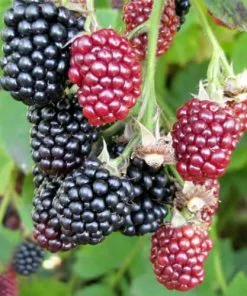 Future Forests Blackberry Loch Ness Fruit