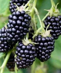 Future Forests Blackberry Loch Ness Fruit