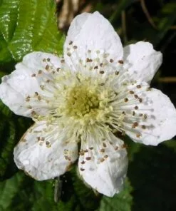 Future Forests Blackberry Loch Ness Fruit