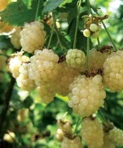 Future Forests Blackberry Polar Berry® Fruit