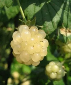 Future Forests Blackberry Polar Berry® Fruit