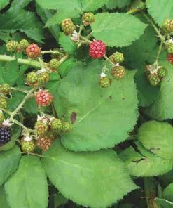 Future Forests Blackberry Himalayan Giant Fruit