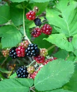 Future Forests Blackberry Himalayan Giant Fruit