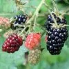 Future Forests Blackberry Himalayan Giant Fruit