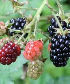 Future Forests Blackberry Himalayan Giant Fruit