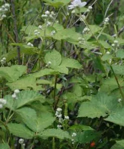 Future Forests Blackberry Himalayan Giant Fruit