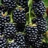 Future Forests Blackberry Thornfree Fruit