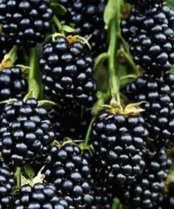 Future Forests Blackberry Thornfree Fruit