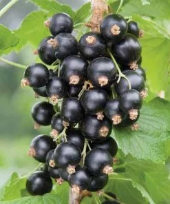 Future Forests Fruit Blackcurrant Ben Sarek