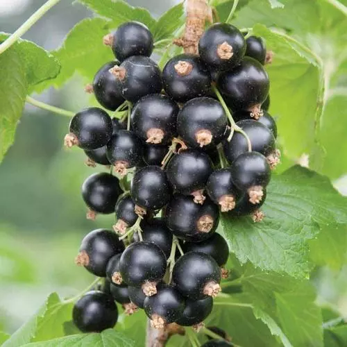 Future Forests Fruit Blackcurrant Ben Sarek 3 Future Forests Fruit Blackcurrant Ben Sarek