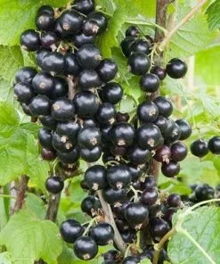 Future Forests Blackcurrant Ben Connan