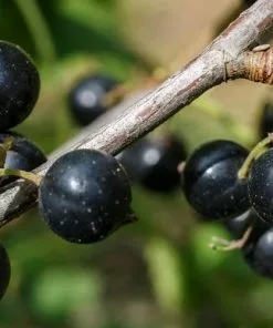 Future Forests Blackcurrant Ben Connan