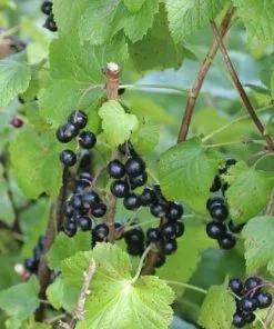 Future Forests Fruit Blackcurrant Ben Sarek