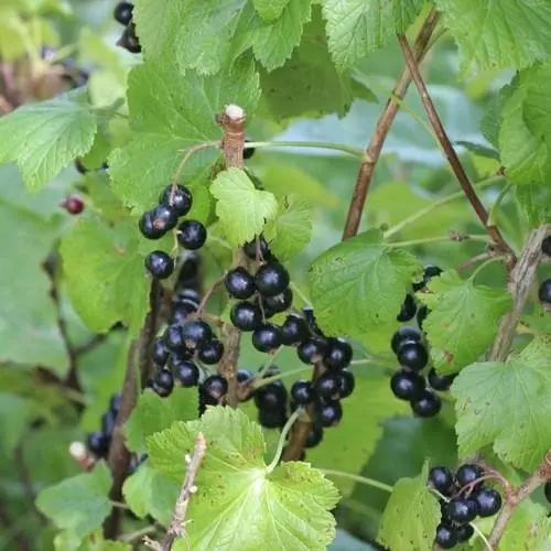 Future Forests Fruit Blackcurrant Ben Sarek 4 Future Forests Fruit Blackcurrant Ben Sarek