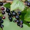 Future Forests Blackcurrant Ben Tirran Fruit 1 Future Forests Blackcurrant Ben Tirran Fruit
