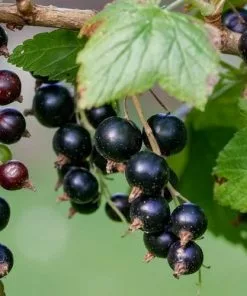 Future Forests Blackcurrant Ben Tirran Fruit