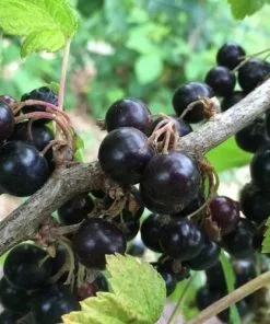 Future Forests Blackcurrant Ben Tirran Fruit