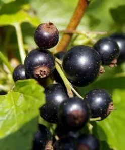 Future Forests Blackcurrant Ben Tirran Fruit