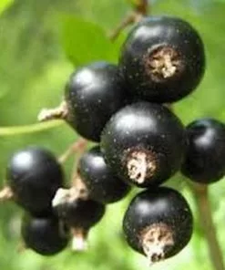 Future Forests Blackcurrant Ben Tirran Fruit