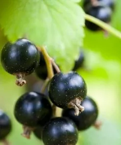 Future Forests Blackcurrant Malling Jet