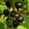 Future Forests Blackcurrant Malling Jet