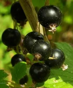 Future Forests Blackcurrant Malling Jet