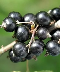 Future Forests Blackcurrant Malling Jet