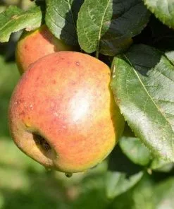 Future Forests Fruit Apple Blenheim Orange
