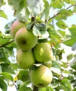 Future Forests Fruit Apple Blenheim Orange 9 Future Forests Fruit Apple Blenheim Orange