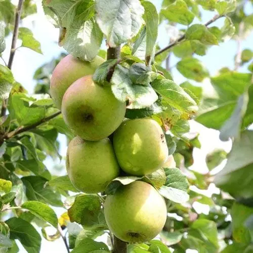 Future Forests Fruit Apple Blenheim Orange 6 Future Forests Fruit Apple Blenheim Orange