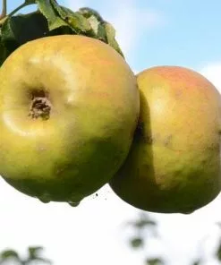 Future Forests Fruit Apple Blenheim Orange