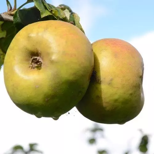 Future Forests Fruit Apple Blenheim Orange 4 Future Forests Fruit Apple Blenheim Orange