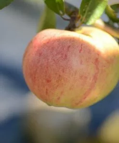 Future Forests Apple Bloody Butcher Fruit