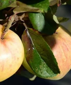 Future Forests Apple Bloody Butcher Fruit