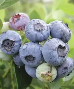 Future Forests Blueberry Darrow