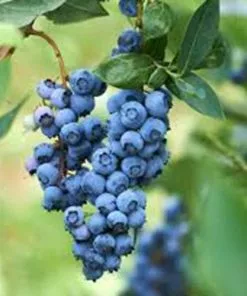 Future Forests Blueberry Darrow