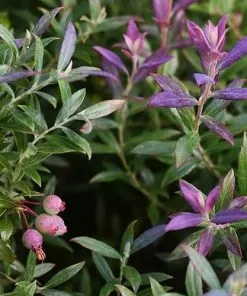 Future Forests Blueberry Darrow
