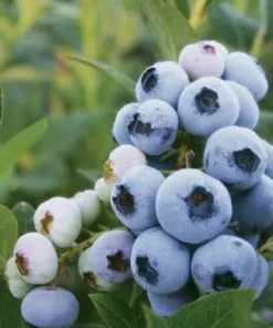 Future Forests Blueberry Darrow