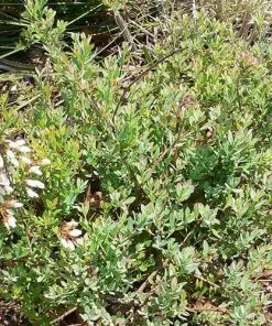 Future Forests Blueberry Darrow